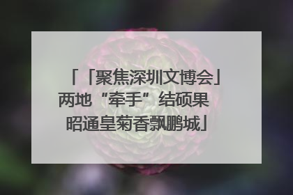 「聚焦深圳文博会」两地“牵手”结硕果 昭通皇菊香飘鹏城