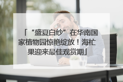 “盛夏白纱”在华南国家植物园惊艳绽放！海杧果迎来最佳观赏期