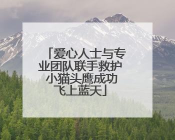 爱心人士与专业团队联手救护 小猫头鹰成功飞上蓝天