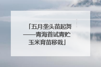 五月垄头苗起舞——青海首试青贮玉米育苗移栽