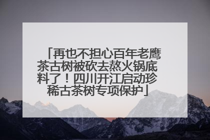 再也不担心百年老鹰茶古树被砍去熬火锅底料了！四川开江启动珍稀古茶树专项保护