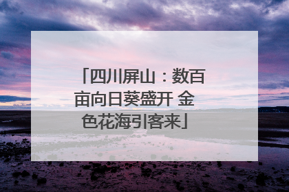 四川屏山：数百亩向日葵盛开 金色花海引客来