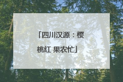 四川汉源：樱桃红 果农忙