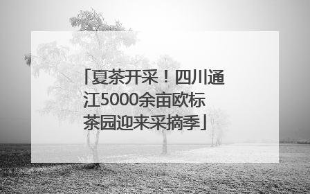 夏茶开采！四川通江5000余亩欧标茶园迎来采摘季