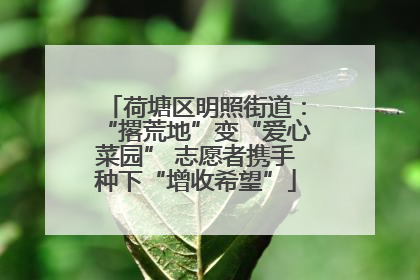 荷塘区明照街道：“撂荒地”变“爱心菜园” 志愿者携手种下“增收希望”