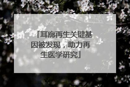 耳廓再生关键基因被发现，助力再生医学研究
