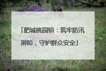 肥城桃园镇：筑牢防汛屏障，守护群众安全