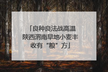 良种良法战高温 陕西渭南旱地小麦丰收有“粮”方