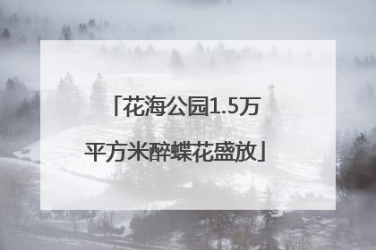 花海公园1.5万平方米醉蝶花盛放