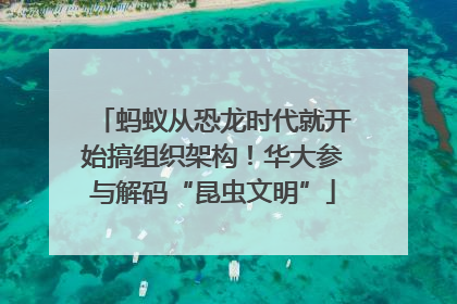 蚂蚁从恐龙时代就开始搞组织架构！华大参与解码“昆虫文明”