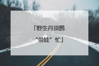 野生丹顶鹤“带娃”忙