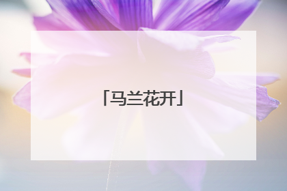 马兰花开